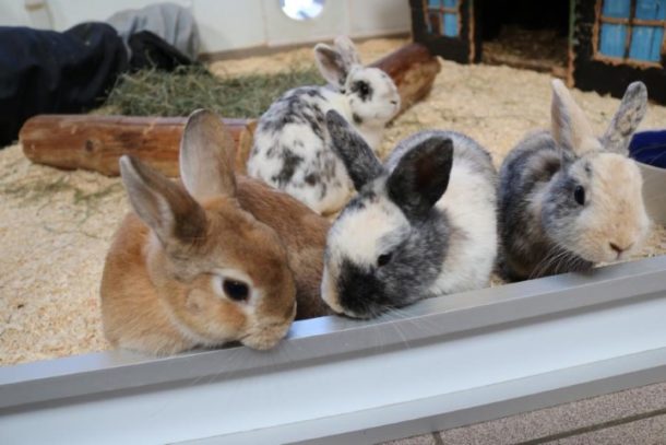 Zwergkaninchen | Tierschutz Tirol