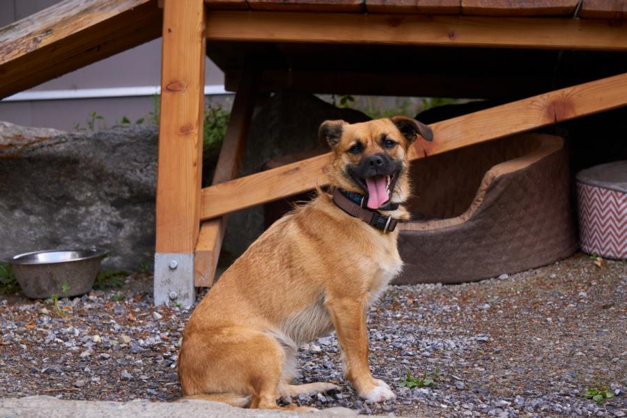 Hunde im Tierheim Innsbruck Tierschutz Tirol