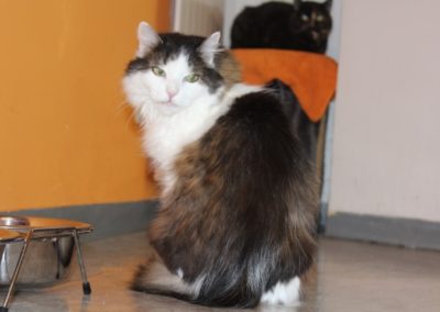 Katze Adoptieren Tierschutz Tirol