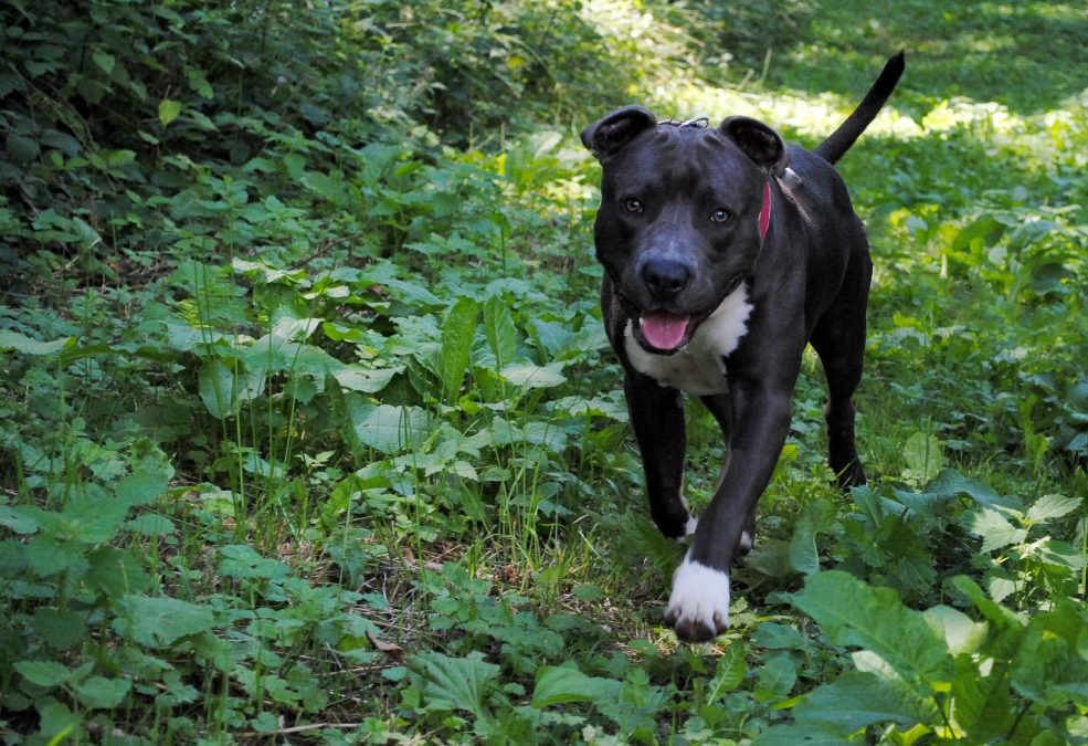 Nur noch 6 Tage: Online-Petition zur Hundehaltung