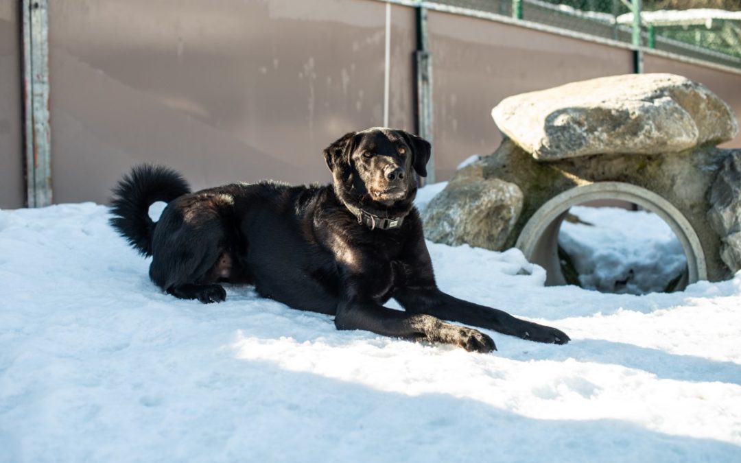 Hilfe für Hund Tobi Tierschutz Tirol