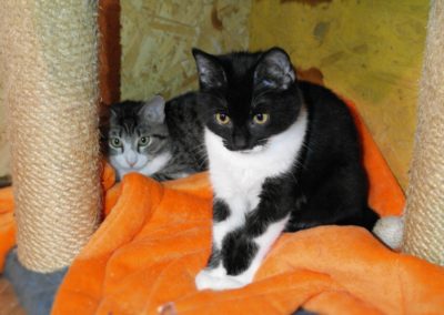 Katze Adoptieren Tierschutz Tirol