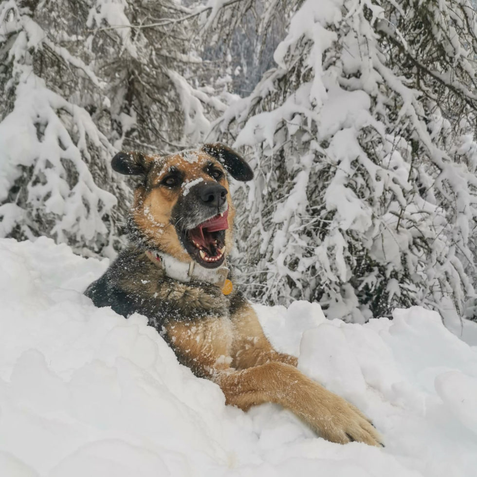 Vorsicht geboten! Wenn der Hund Schnee frisst… Tierschutz Tirol
