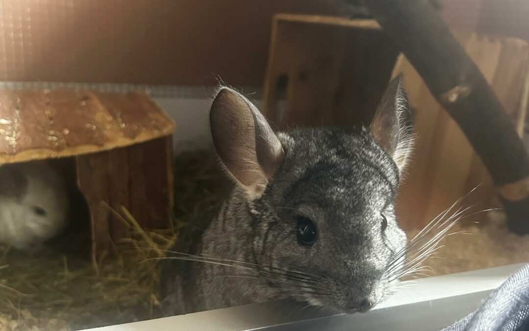 Chinchillas