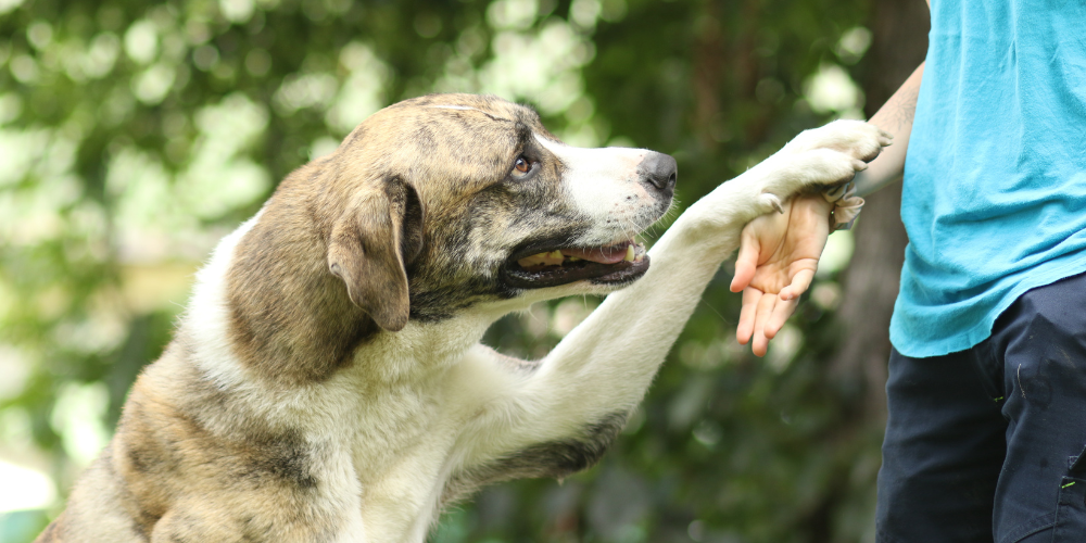 Neues Hundehaus nicht beziehbar