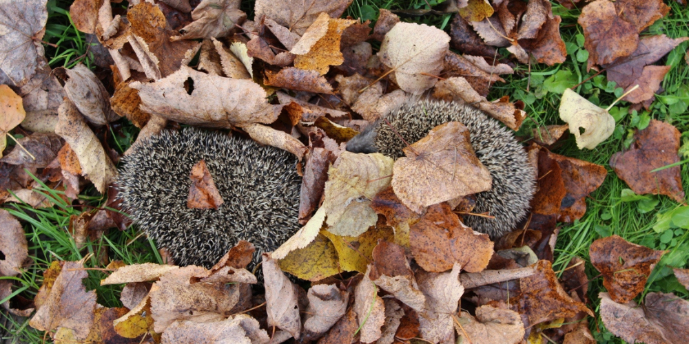 Igel in Gefahr – Wie kannst du helfen?