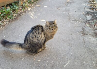 Sichtung Katze, Innsbruck  (11/2024)