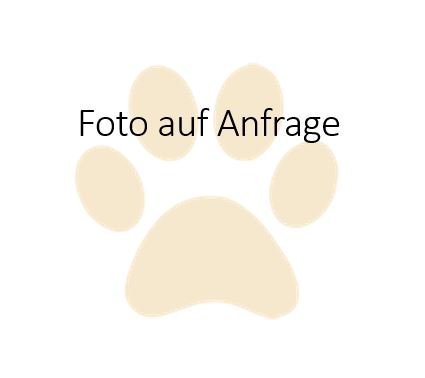 Totfund Katze, Strass im Zillertal  (02/2025)