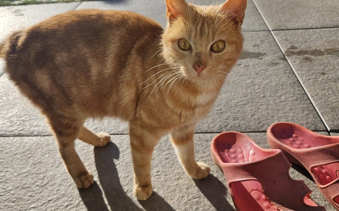 Fundkatze, Langkampfen  (12/2024)