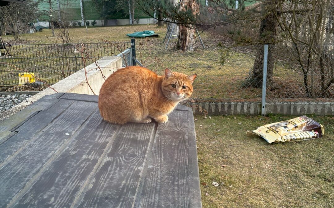 Fundtier Katze, Wörgl  (02/2025)