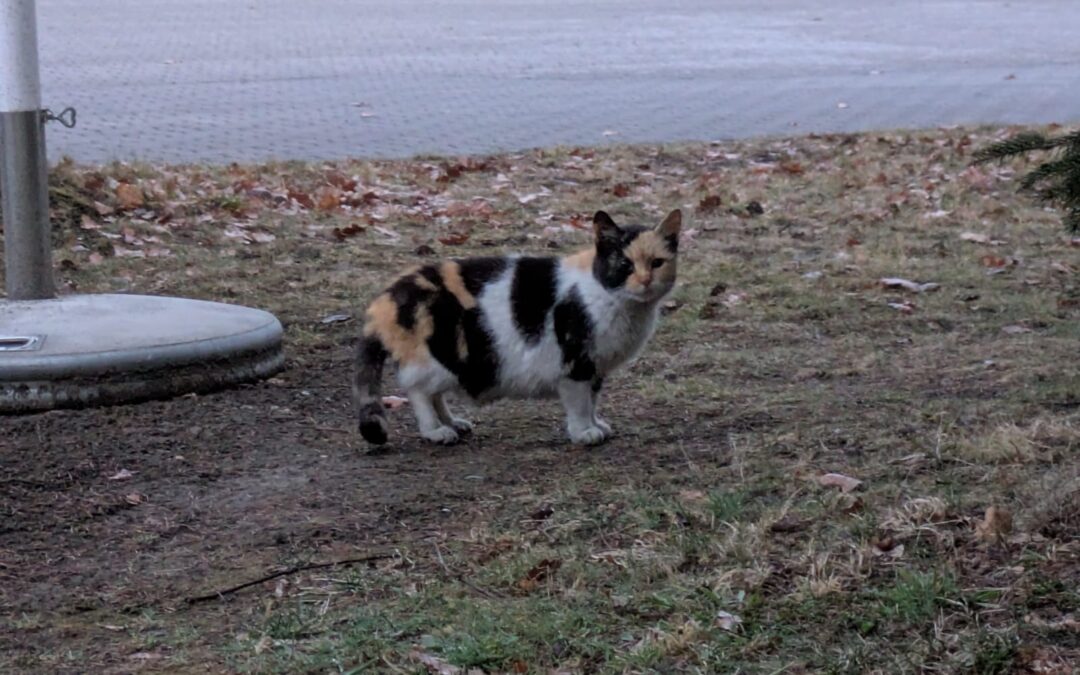 Fundtier Katze, Wörgl  (02/2025)